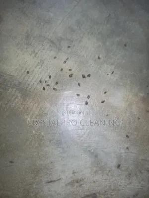 Fumigation da Maganin Kwari