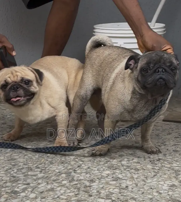 Purebred Pug Stud Service - 1+ Year Male - 1