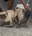 Purebred Pug Stud Service - 1+ Year Male - 1