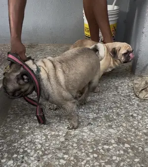 Purebred Pug Stud Service - 1+ Year Male