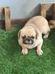 Purebred Pug Stud Service - 1+ Year Male - 3
