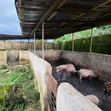 Plots of Land for Livestock Farming in Umuahia - 1