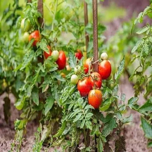 Viable Tomato Seedlings - 1