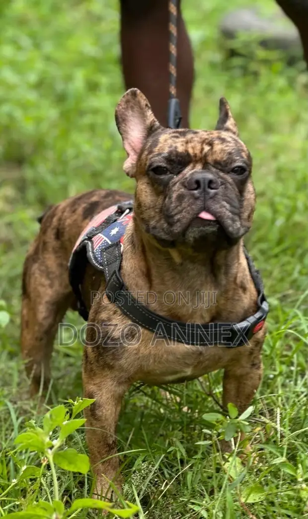 Purebred French Bulldog - Sabis na Stud - 1