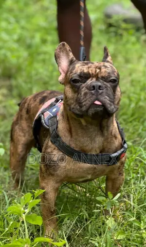 Purebred French Bulldog - Sabis na Stud