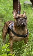 Purebred French Bulldog - Sabis na Stud - 1