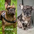 Purebred French Bulldog - Sabis na Stud - 2