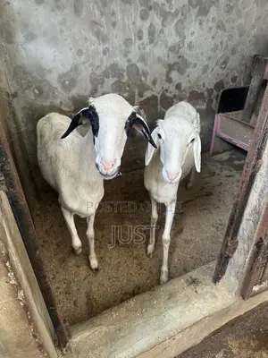 Shinkafa Mace Mai Zuriya