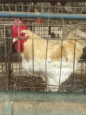 Kajin Zaki Lafiyayyu Don Siyarwa (60 Adadi)