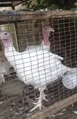 Foreign Turkey for Sale - 1