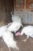 Foreign Turkey for Sale - 2