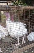 Foreign Turkey for Sale - 3