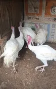 Foreign Turkey for Sale - 4