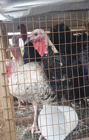 Local Turkey for Sale