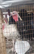 Local Turkey for Sale - 1