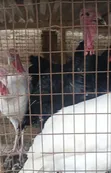 Local Turkey for Sale - 2