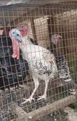 Local Turkey for Sale - 3