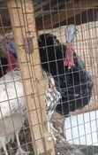 Local Turkey for Sale - 4