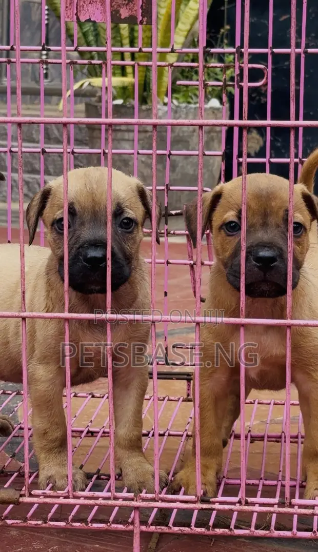 Boerboel Yar Farko Mai Cika Watan 1-3 - 1