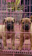 Boerboel Yar Farko Mai Cika Watan 1-3 - 1