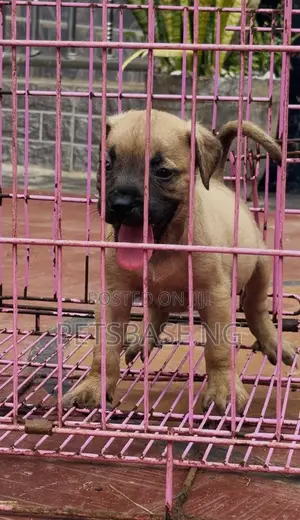 Boerboel Yar Farko Mai Cika Watan 1-3