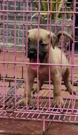 Boerboel Yar Farko Mai Cika Watan 1-3 - 2