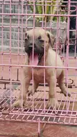 Boerboel Yar Farko Mai Cika Watan 1-3 - 3
