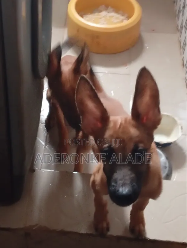 Purebred Belgian Malinois Puppy (3-6 Months) - 1
