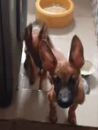 Purebred Belgian Malinois Puppy (3-6 Months) - 1