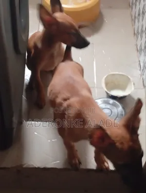 Purebred Belgian Malinois Puppy (3-6 Months)