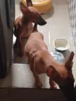 Purebred Belgian Malinois Puppy (3-6 Months) - 2