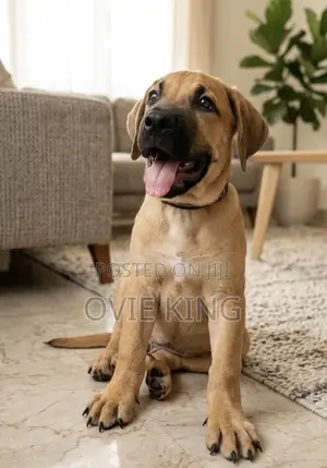 Purebred Boerboel Puppy, 1-3 Months Male