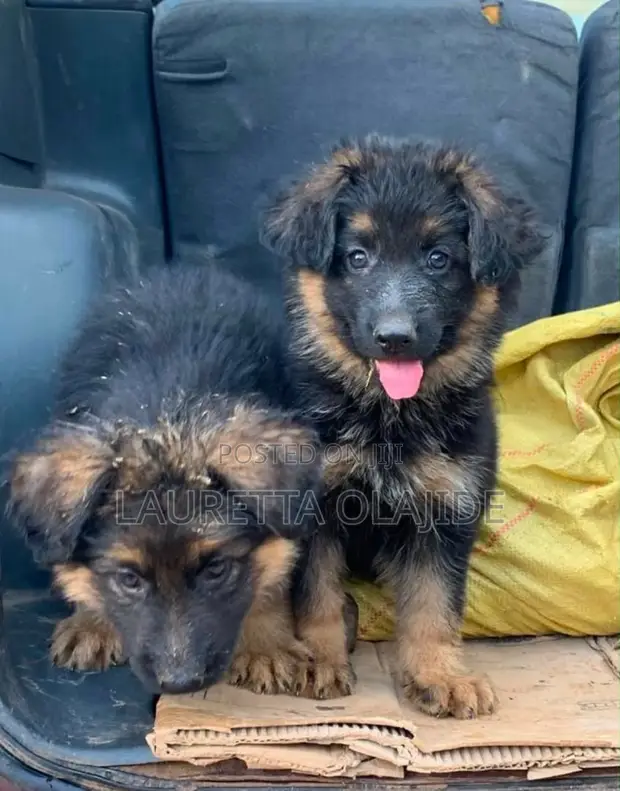 Male Purebred German Shepherd Puppy (1-3 Months) - 1