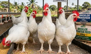 Broiler Kaji Masu Kyau Don Siyawa - 115 Kaji