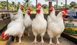 Well-Fed Broilers for Sale - 115 Birds - 1