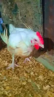 Well-Fed Broilers for Sale - 115 Birds - 2