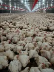 Well-Fed Broilers for Sale - 115 Birds - 3
