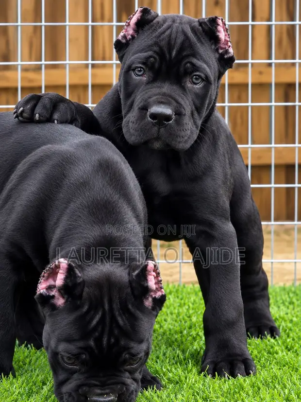 Purebred Male Cane Corso Puppy - 1