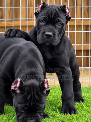 Purebred Male Cane Corso Puppy