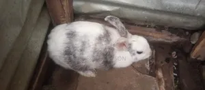 Rabbit for Sale - 1 Year+ Female & 11 Month Male