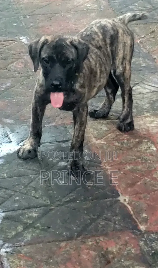 Dan Kura na Boerboel Mai Tsarki - Wata 1-3 - 1