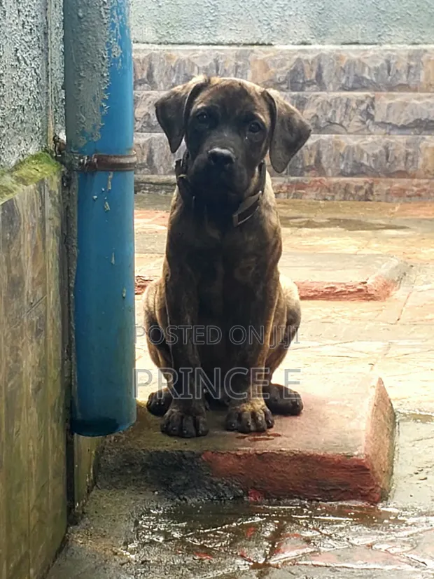 Purebred Boerboel Puppy (1-3 Months) - 1