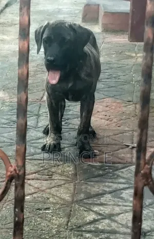 Purebred Boerboel Puppy - 1-3 Months Old