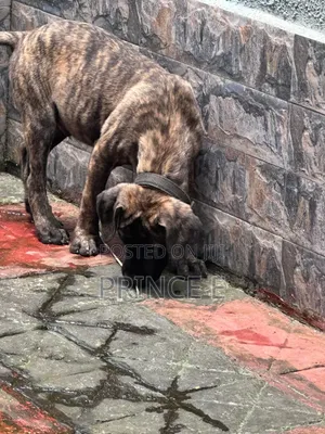 Purebred Boerboel Puppy - 1-3 Months Old