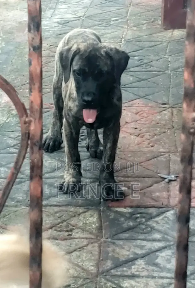 Bakin Boerboel Mai Tsarki - Watan 1-3 - 1