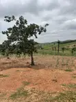 Filin Estate 350SQM don Gidan Bedroom 4 tare da C of O - 2