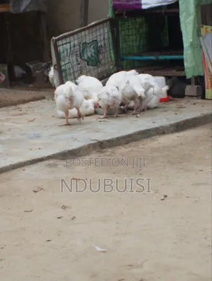 Boiler Chickens (8 Weeks+)
