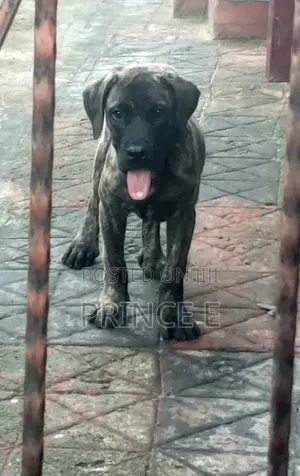 Boerboel Zuri Jarirai - Wata 1-3 Da Haihuwa