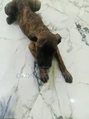 Purebred Cane Corso Puppy - 3-6 Months Male