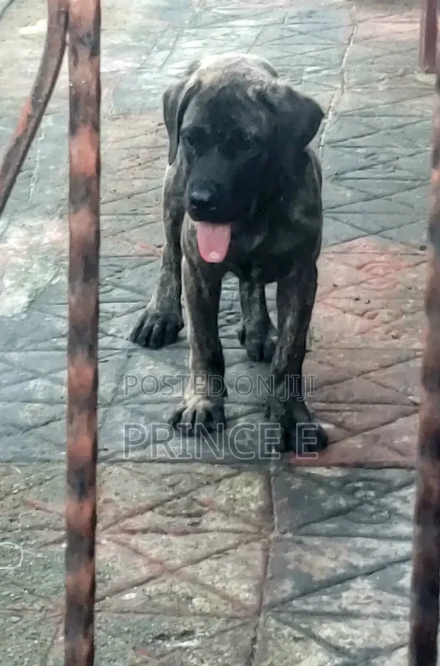 Boerboel Zuri Mai Kyau - Wata 1-3 - 1